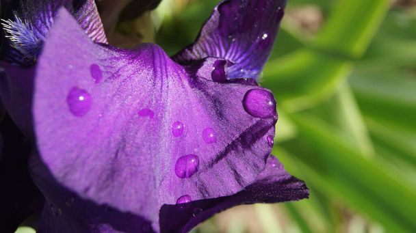 Colores de Ucrania. Iris multicolores. Ucrania Flower Republic. Fondo con iris para teléfonos y tabletas.  - Foto, imagen