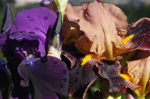Colores de Ucrania. Iris multicolores. Ucrania Flower Republic. Fondo con iris para teléfonos y tabletas.  - Foto, imagen