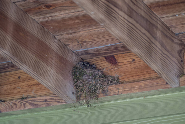 Négy kelet-phoebe baba egy jól megépített fészekben, amelyet tavasszal iszap tart egy fapados fedélzet alatt. - Fotó, kép