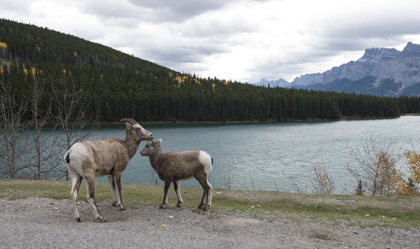 Ovce na dvou Jack jezero - Fotografie, Obrázek