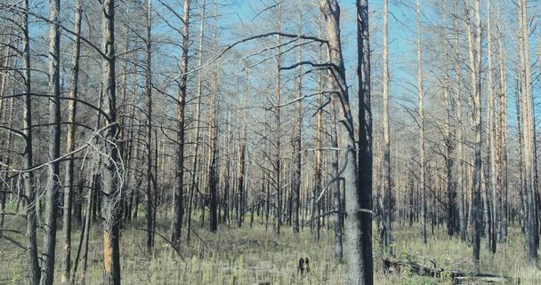 Uitzicht vanaf het busraam naar het Tsjernobyl bos. Verbrande bomen zonder teken van leven. Overdag. Pripyat, Oekraïne. - Foto, afbeelding