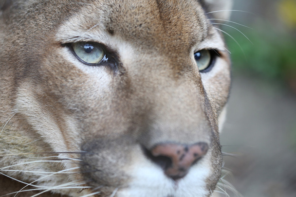 Puma z zielone oko pozowanie podczas odpoczynku - Zdjęcie, obraz