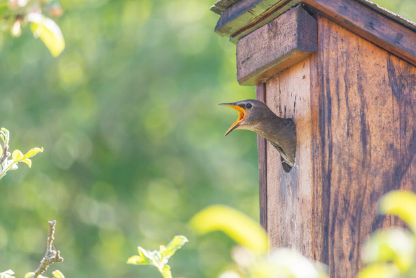Starling baby bird sticks its head out of the birdhouse and looking - Photo, Image