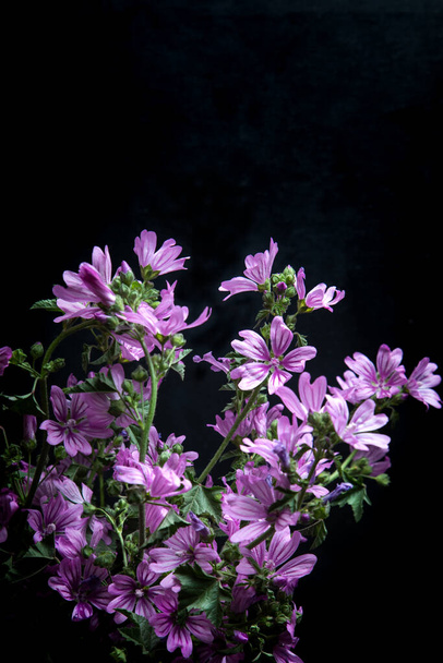 Malva sylvestris está em um vaso velho em um fundo escuro. Flores de malva-comum (Malva sylvestris). - Foto, Imagem