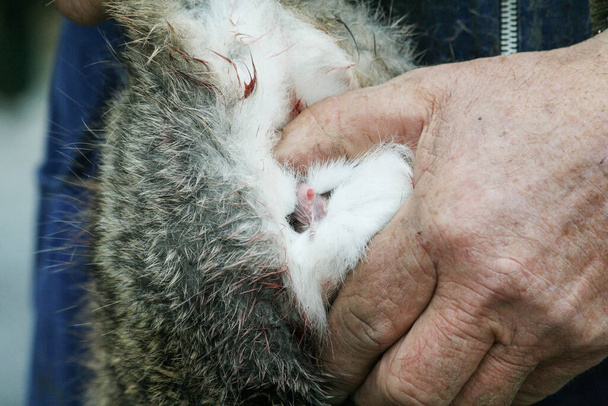 Euroopan ruskean jäniksen eläinlääkinnällinen käsittely luonnonvaraisen eläimen sukupuolen tarkastamiseksi - Miesten seksuaalisten ominaisuuksien määrittämiseksi työskentelevä tieteellinen tutkija - Luonnonvaraisten eläinten suojelu - Valokuva, kuva
