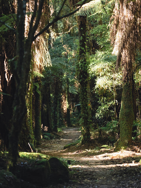 Μονοπάτι μονοπατιού στο δάσος της Νέας Ζηλανδίας που περιβάλλεται από δέντρα και φτέρες. Κάθετη - Φωτογραφία, εικόνα