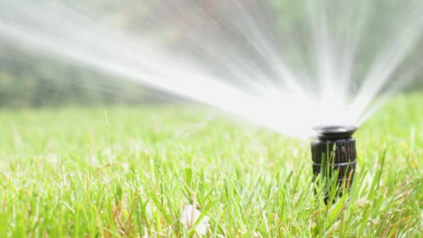 Grass irrigation. Garden Irrigation sprinkler watering lawn. - Footage, Video