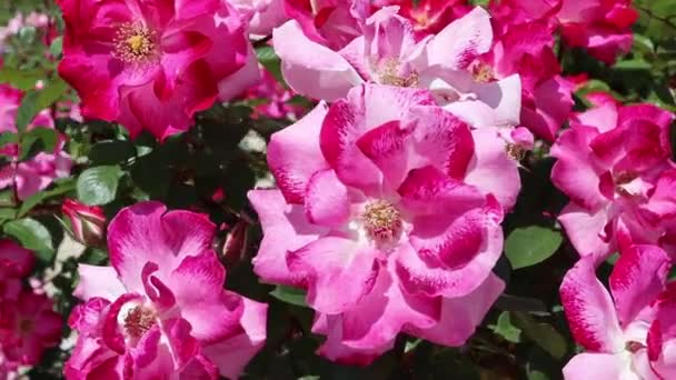 Rosso miscela dipinta a mano semi-doppio floribunda fiori di rosa primo piano. Petali venati di carminio rosa. - Filmati, video