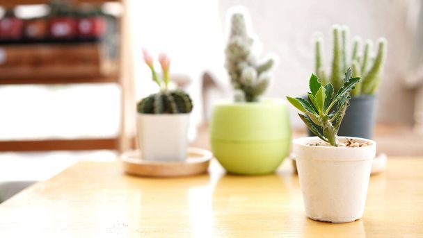 Viele kleine eingetopfte Kakteen in Schachteln, die im Haus neben dem Fenster gepflanzt werden. Kaktus im Topf im Haus arrangiert. Heimische Pflanzen brauchen Sonne, um zu wachsen. - Foto, Bild