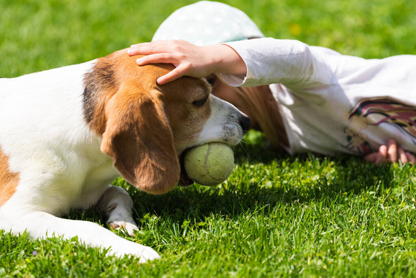 Happy little girl playing with beagle dog in garden. Four-year-old girl on a Sunny summer day with a Beagle on a green lawn - 写真・画像