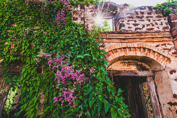 Fiorente Sanguinamento Cuore Vite sul vecchio muro di mattoni di una casa abbandonata, il sole splende attraverso l'arco di mattoni su fiori rosa e foglie verdi. Focus sui fiori. - Foto, immagini