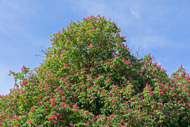 イングランド南部に咲く赤い馬の栗の木（イソキュラス × カーネア） - 写真・画像