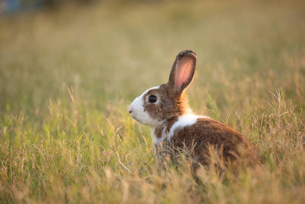 Rabbit in green field and farm way. Lovely and lively bunny in nature with happiness. Hare in the forest. Young cute bunny playing in the garden with grass and small flower in dreamy golden light. - Photo, Image