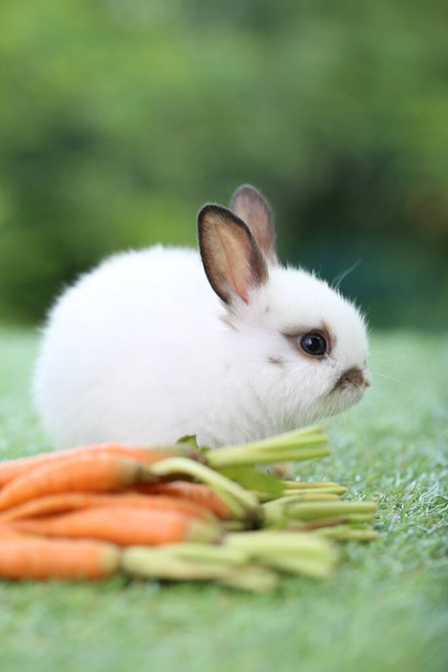 Симпатичный кролик на зеленой траве с натуральным боке в качестве фона в течение весны. Молодой очаровательный кролик играет в саду. Любимый питомец в парке - Фото, изображение