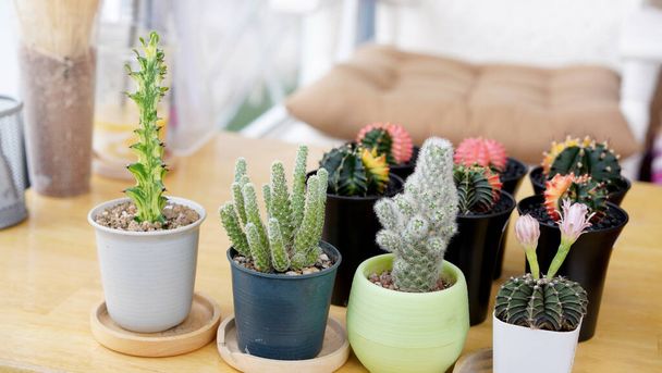 Many small potted cactus in box, planted indoor near window. Cactus in pot arranged in house. Home plant need sunshine to grow. - Photo, Image