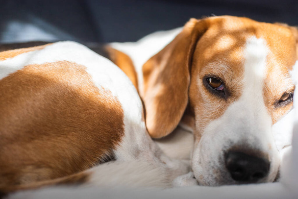 Der erwachsene Beagle-Rüde schläft auf seinem Kopfkissen. Geringe Schärfentiefe. Hundethema - Foto, Bild