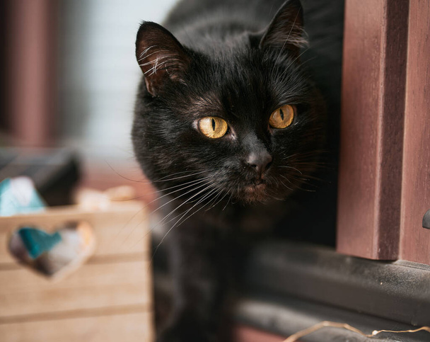 un gatto nero sta cacciando mentre è sul davanzale della finestra. ritratto ravvicinato di un animale domestico di capelli corti. - Foto, immagini