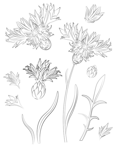 vector  cornflower black and white - ベクター画像