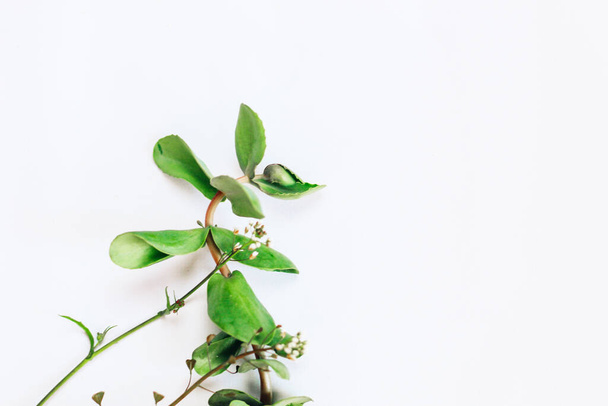 Space for text background white with green plants. - Photo, image