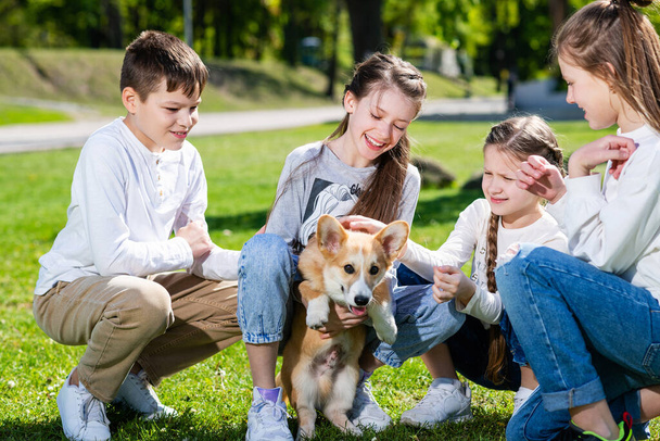 10代の子供たちは晴れた日に緑の芝生の上でコーギー子犬と遊ぶ。犬を撫でる子供たち. - 写真・画像
