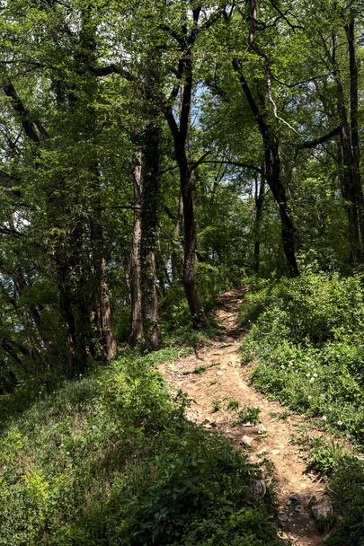 Vuil pad in een bos dat leidt in het bos - Foto, afbeelding