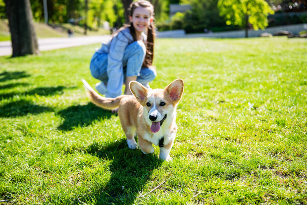 晴れた日には緑の芝生の上を歩くペンブロークウェルコーギー子犬。背景に10代の女の子. - 写真・画像