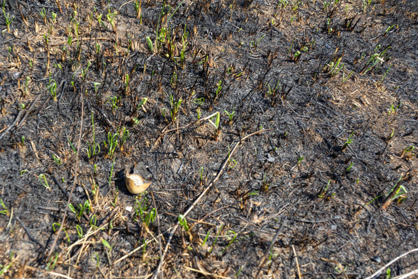 Burnt eggshell field after a fire. Meadow after the fire. field after the fire. field of burnt grass - Foto, Imagem