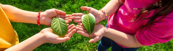 Los niños cuidan del árbol de la naturaleza en sus manos. Enfoque selectivo. Niño.. - Foto, imagen
