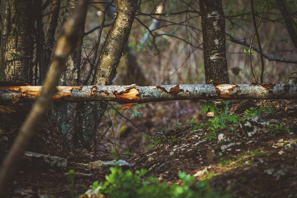 Fallen tree in the spring forest. - Фото, изображение