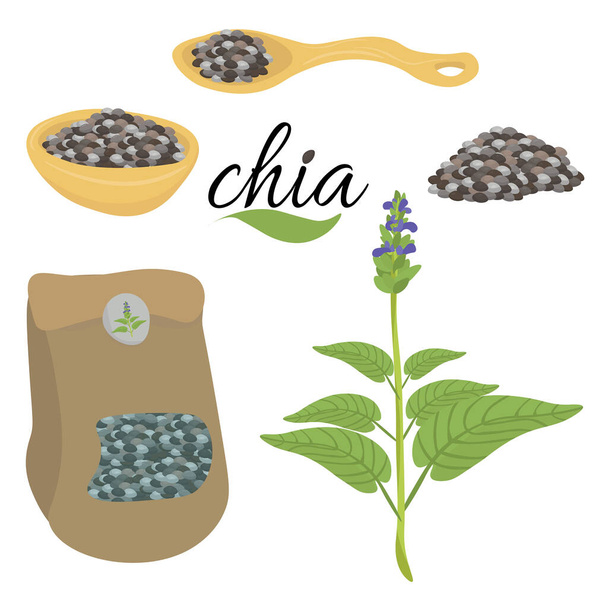 Насіння Чіа, здорова суперїжа в різних пакетах і у вигляді векторної ілюстрації рослини. - Вектор, зображення