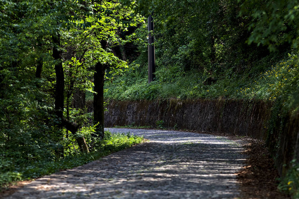 Päällystetty tie voikukat reunalla reunustaa kivi tiili seinän metsässä aurinkoisena päivänä - Valokuva, kuva
