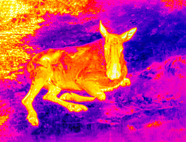 Moose král lesa v termálním obrazu - Fotografie, Obrázek