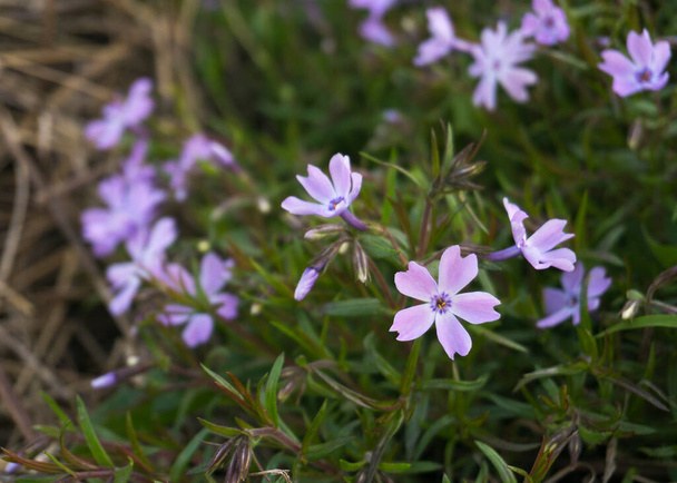 flores de flox púrpura en el jardín de primavera 2 - Foto, Imagen