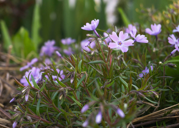 flores de flox púrpura en el jardín de primavera - Foto, Imagen