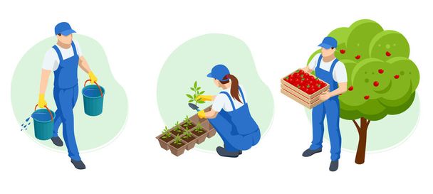 Isometric gardeners, farmers and workers caring for the garden, growing agricultural products. Ripe Apples in Orchard ready for harvesting - Διάνυσμα, εικόνα