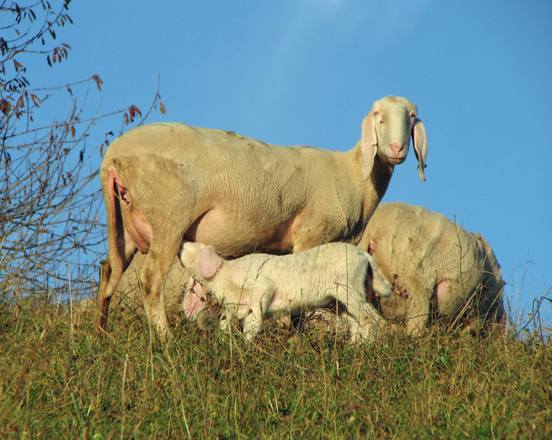 mother sheep breastfeeding her little lamb in the midst of the f - Photo, Image