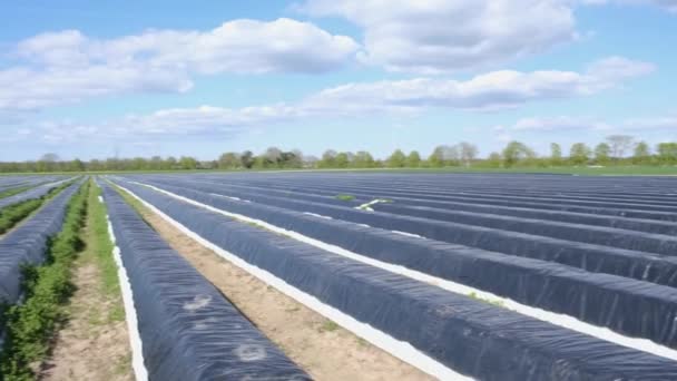 Aspergevelden, witte asperges bedekt met zwart dekzeil in het voorjaar - Video