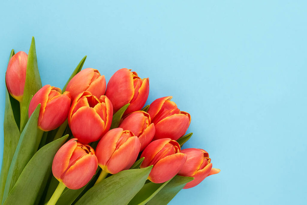 Red tulips on a blue background. Mothers Day, Valentines Day, birthday celebration concept - Φωτογραφία, εικόνα