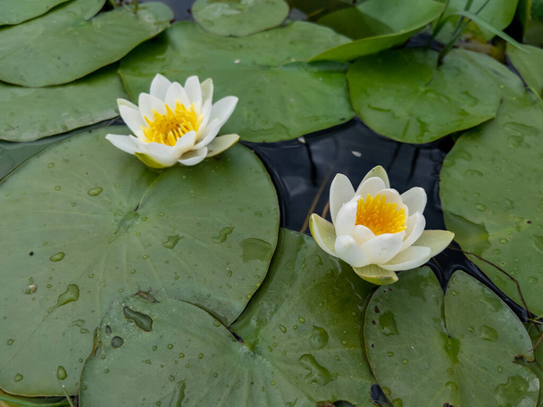 Il fiore di loto è una pianta acquatica che si diffonde dalla foresta pluviale di tutto il mondo. - Foto, immagini