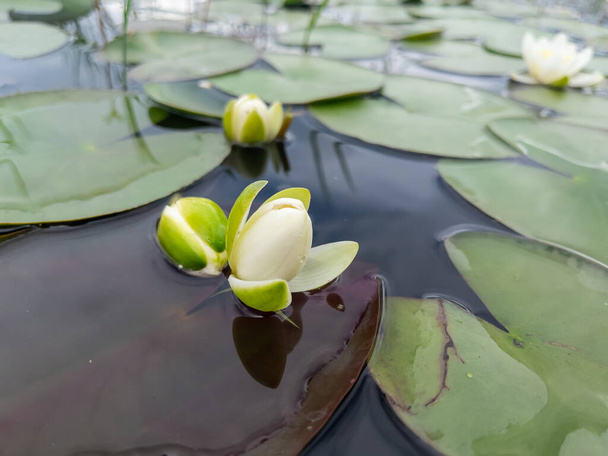 Flor de loto es una planta acuática que se extiende desde la selva tropical en todo el mundo. - Foto, imagen
