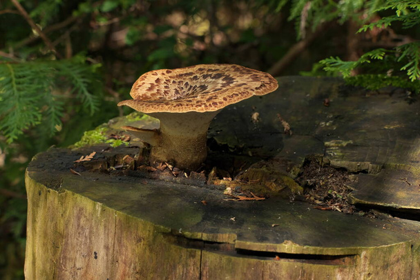 Polyporus squamosus Bracket Fungus Growing on Top of Tree Stump. A wild Edible Fungus - Photo, Image