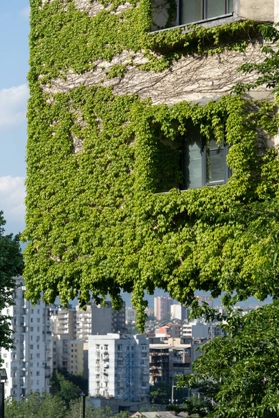 Πράσινη πρόσοψη και οικολογική έννοια σπίτι. Αμπελώνας αναρριχητικό γύρω από το παράθυρο στο κτίριο πρόσοψης καλύπτονται άγρια σταφύλια - Φωτογραφία, εικόνα