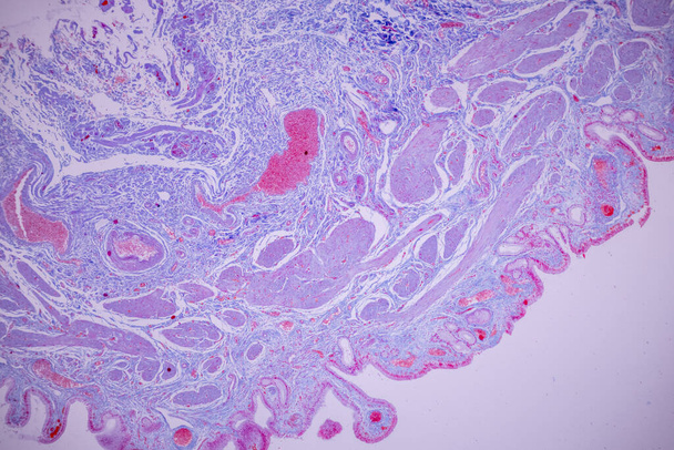 Epitelio columnar de la vesícula biliar humana bajo el microscopio en Lab. - Foto, imagen