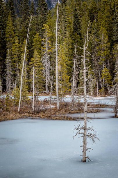 Arbres morts gelés dans la glace bleue d'un étang dans le pays de Kananaskis, en Alberta - Photo, image