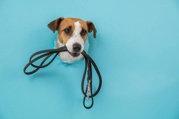 The head of a Jack Russell Terrier dog sticks out through a hole in a paper blue background with a leash in his teeth. - Foto, Bild