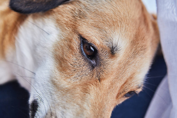 Cute czerwony pies ze smutnymi oczami, zbliżenie oczu. - Zdjęcie, obraz