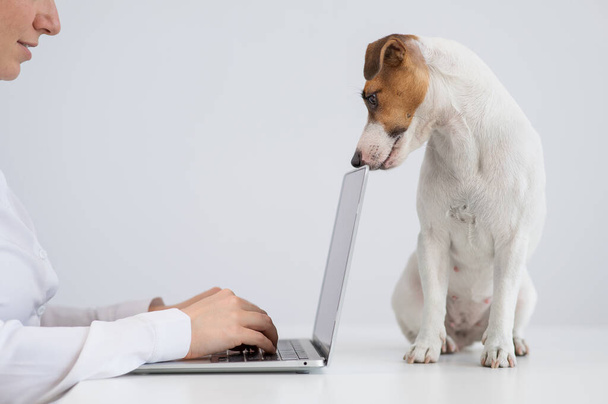 Jack Russell Terrier dog lies on the table in front of the owners computer.  - Φωτογραφία, εικόνα