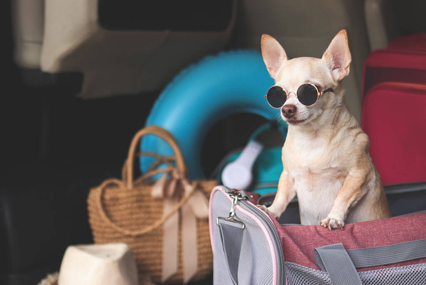 Πορτρέτο του καφέ κοντά μαλλιά chihuahua σκυλί φορώντας γυαλιά ηλίου στέκεται σε ταξιδιωτική τσάντα μεταφοράς κατοικίδιων ζώων στο πορτ-μπαγκάζ του αυτοκινήτου με αξεσουάρ ταξιδιού, έτοιμο να ταξιδέψει. Ασφαλές ταξίδι με ζώα. - Φωτογραφία, εικόνα