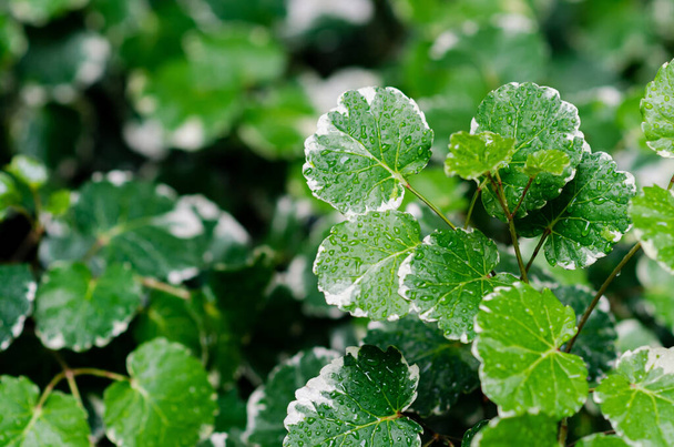 Листя зеленого та білого кольорів Polyscias guilfoylei (або Geranium Aralia, дика кава) мають краплю води після дощу
. - Фото, зображення
