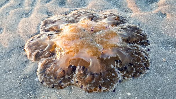 Cotylorhiza tuberculata o Cassiopea Mediterranea sulla spiaggia del mare Adriatico in Italia. Foto di alta qualità - Foto, immagini